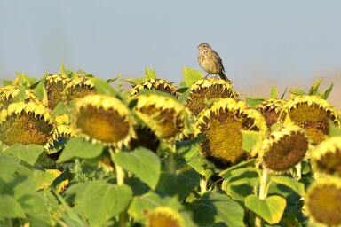 Sokat ígért, ám keveset termett a napraforgó (Gergely József felvétele)
