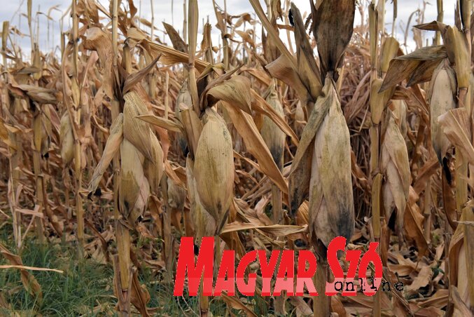 A kukorica betakarítása még nem fejeződött be (Fotó: Gergely Árpád)