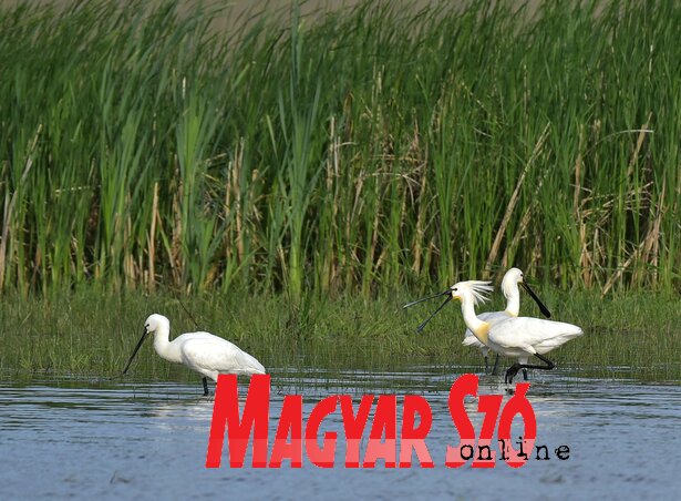 Táplálkozó kanalas gémek Táplálkozó kanalas gémek