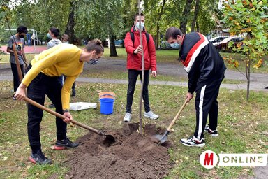 Juharfákat és hársfákat ültettek a diákok (Fotó: Gergely Árpád)
