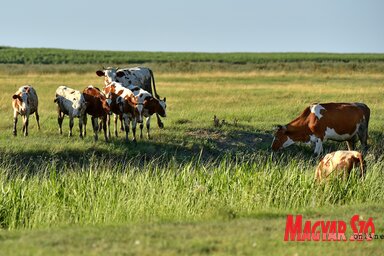 A Celeruša bara jó legelőt kínál a jószágnak