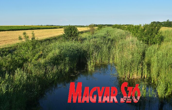 Az Aranka medrét benőtték a vízi növények Az Aranka medrét benőtték a vízi növények