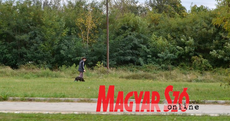 Hamarosan megkezdődhet a munkálatok második fázisa az Újtelep és a Heréskert között épülő parkban. A terület eddig is zöld volt, hamarosan rendezett útrendszeren juthatunk majd be a tervszerűen ültetett fák közé (Ótos András felvétele) Hamarosan megkezdődhet a munkálatok második fázisa az Újtelep és a Heréskert között épülő parkban. A terület eddig is zöld volt, hamarosan rendezett útrendszeren juthatunk majd be a tervszerűen ültetett fák közé (Ótos András felvétele)