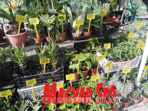 Fotó: Komáromi Dóra