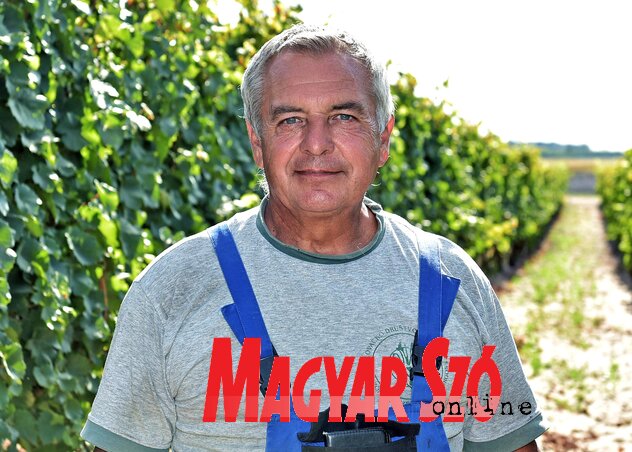 Húsz éve foglalkozik a szőlővel az egykori autószerelő, Bálint István (Fotó: Gergely Árpád)