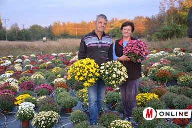 Tápai Angéla és férje, Mihály is készül az idei krizantémszezonra (Kazinczy Paszterkó Diana felvétele)