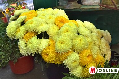 Egy szál krizantém ára 100 és 170 dinár között alakul (Fotó: Gergely Árpád)