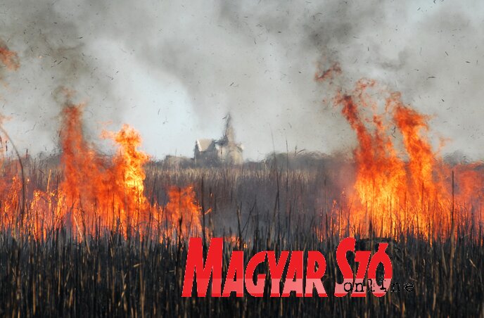 A tavaszi nád és gyékény égetése nagy kárt okoz az élővilágban A tavaszi nád és gyékény égetése nagy kárt okoz az élővilágban