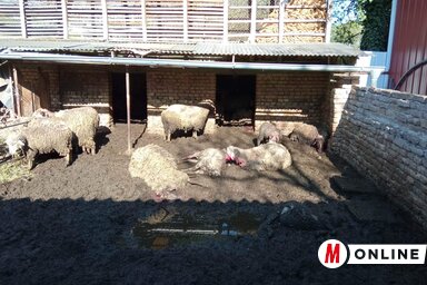 Kasza Jennifer felvétele