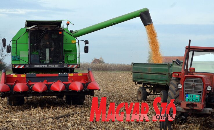 Az idén a korábbi évek terméseredményéhez mérten 10 százalékkal magasabb kukoricahozam várható (Fotó: Ótos András)
