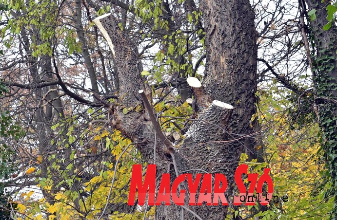 A fák eltávolítása az ágak, gallyak levágásával kezdődik (Fotó: Gergely Árpád) A fák eltávolítása az ágak, gallyak levágásával kezdődik (Fotó: Gergely Árpád)