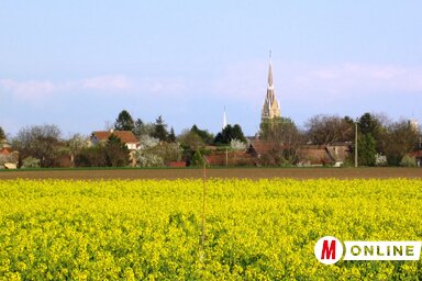 A repce virágzása szemet gyönyörködtető és hasznos méhlegelő a topolyai határban is (Tóth Péter felvétele)