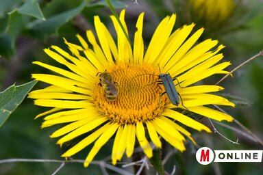 Igazi ritkaság a magyar zergevirág