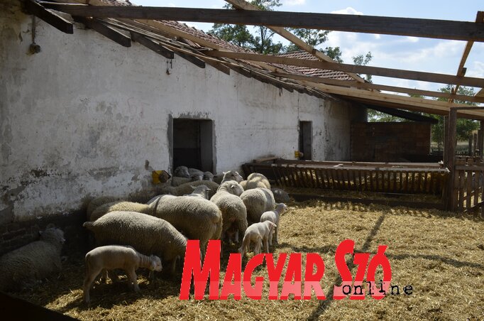 Valamennyit helyrehoztak, de még egy részen fedetlen az istálló (Fotó: Herceg Elizabetta)