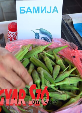 A fáraók is használták, hozzánk is eljutott: a trópusi, szubtrópusi bámia, okra vagy gombó néven ismert, növényi rostokban, vitaminban gazdag zöldségféle A fáraók is használták, hozzánk is eljutott: a trópusi, szubtrópusi bámia, okra vagy gombó néven ismert, növényi rostokban, vitaminban gazdag zöldségféle