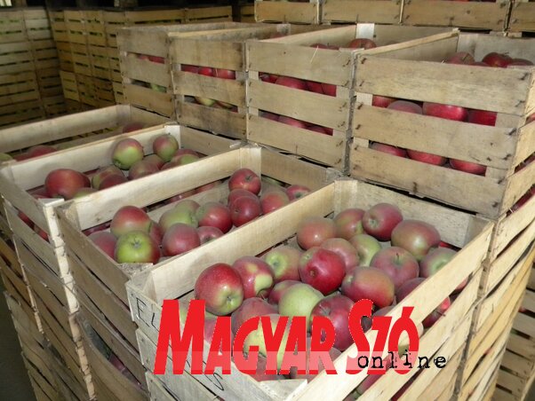 Prispelo voće se detaljno probira