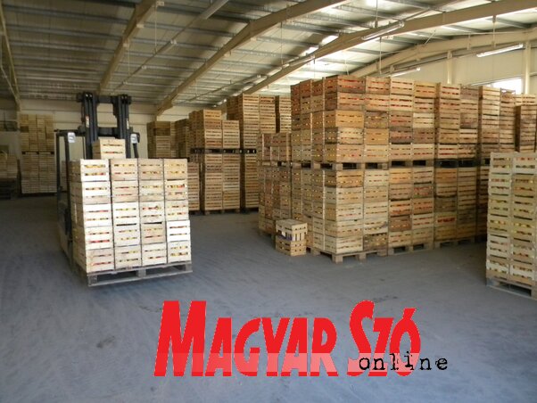 Godišnje se proda 4000 tona jabuka preko Prima zadruge