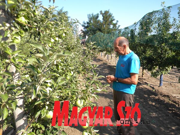 U voćnjaku Karolja Gajdača od svih sorti jabuka jedino se računa na dovoljan rod greni smit sorte