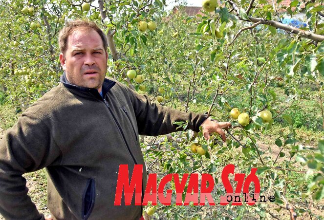 Szabó Ottó a gyümölcsösében (Fotó: Gergely Árpád)