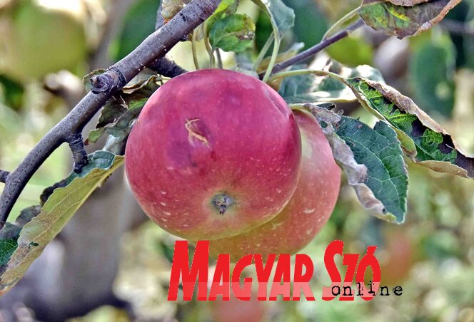 Az almákon tíz-tizenöt ütésnyom is látható (Fotó: Gergely Árpád)