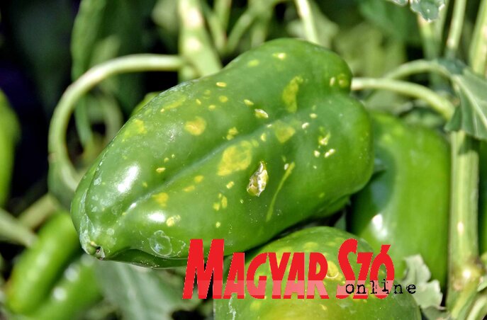 A jég a paprikát sem kímélte (Fotó: Gergely Árpád)