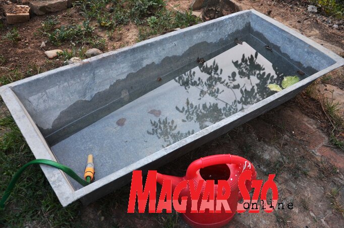 Ne gyűjtsük az esővizet az udvaron (Dávid Csilla felvétele)