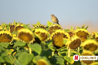 Csóka község learatja az illegálisan bevetett állami földek termését (Gergely József felvétele)