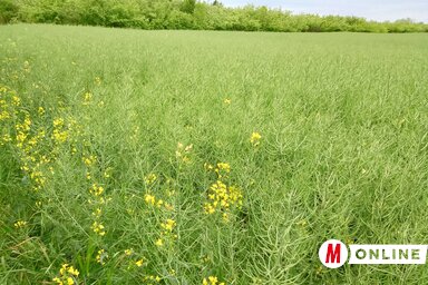 A repce termőterülete folyamatosan növekszik (Benedek Miklós felvétele)