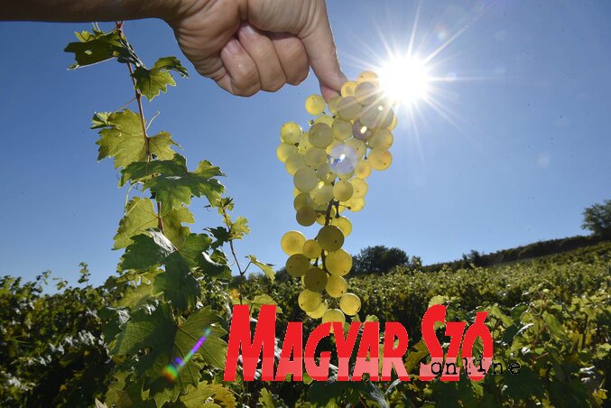 Maurer naglašava kultivaciju autohtonih sorti (Foto: Andraš Otoš))