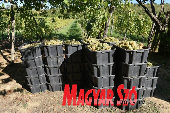 Svaka kutija sadrži dvadeset kilograma roda (Foto: Andraš Otoš)