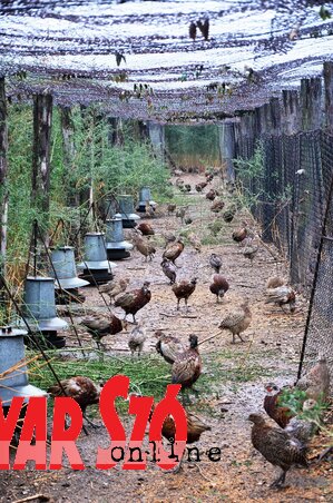 Az idén 35 ezer fácánt nevelnek a fácántelepen (Fotó: Dávid Csilla)