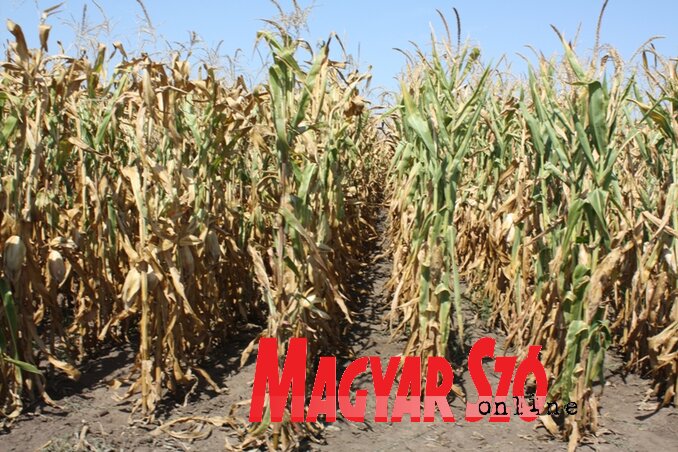 Megviselte a kukoricát az idei nyár (Kazinczy Paszterkó Diana felvétele)