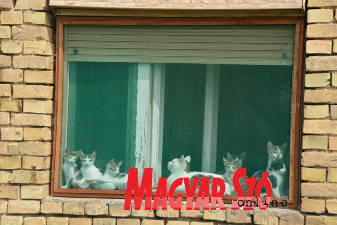 Macskák is vannak bőven (Paraczky László felvétele) Macskák is vannak bőven (Paraczky László felvétele)