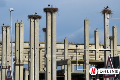 A gólyák zavartalanul élnek az urbánus környezetben (Fotó: Ótos András)