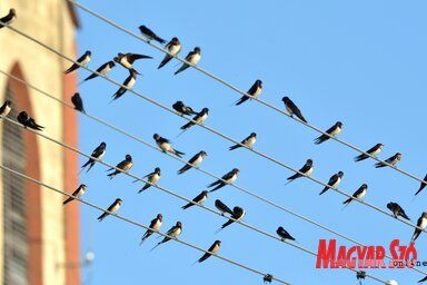 Az utcai vezetéken gyülekező, a vándorutat „megbeszélő” füstifecskék Hódegyházán
