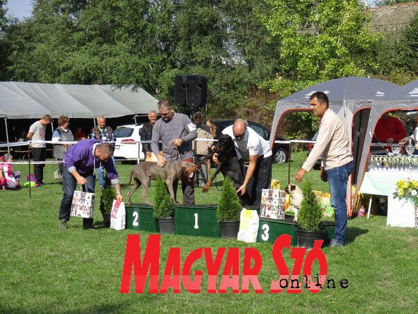 Topolya község legszebb kutyái: mopsz, weimari vizsla és doberman (Sihelnik Ágnes felvétele)
