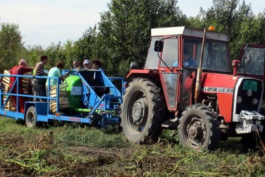 Burgonyaszedő géppel gyorsabb és könnyebb (Fotó: Kecskés István)