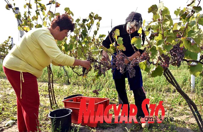 A szüret utolsó napján is van még mit szedni (Fotó: Gergely Árpád) A szüret utolsó napján is van még mit szedni (Fotó: Gergely Árpád)