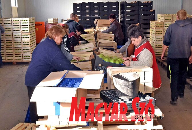A királyhalmi hűtőházból hetente nyolcvan tonna almát exportálnak