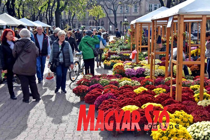 A cserepes krizantémok százötventől négyszáz dináros áron vásárolhatók meg (Fotó: Gergely Árpád)