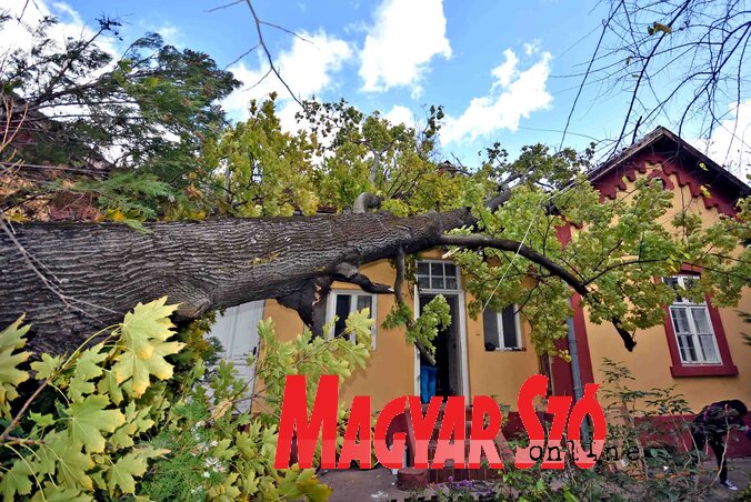 Palics központjában a gyógyszertár mögötti lakórészre dőlt egy fa (Fotó: Gergely Árpád)