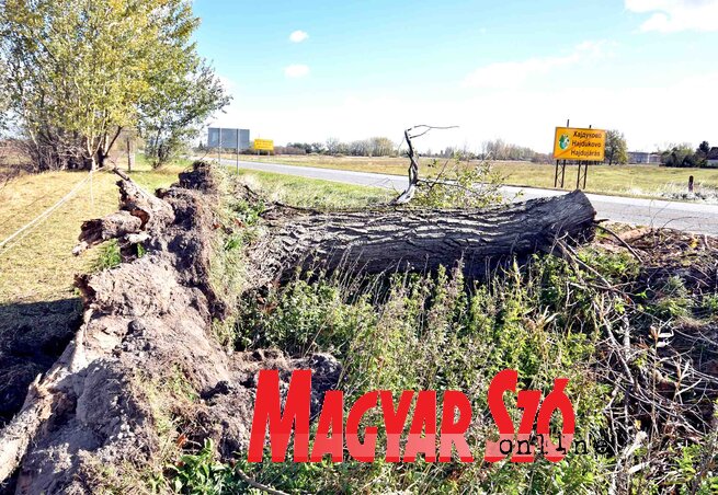 A kidőlt fa törzse Hajdújáráson (Fotó: Gergely Árpád)