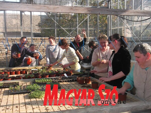 Serény munka folyik az Izida üvegházában (Lakatos János felvétele)