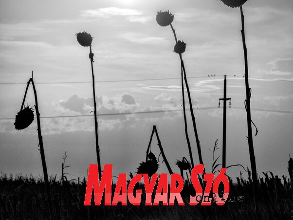 (Fotó: Virág István) (Fotó: Virág István)