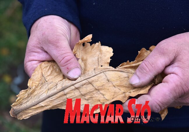 A szárazság miatt megpattogott a levél (Gergely József felvétele) A szárazság miatt megpattogott a levél (Gergely József felvétele)