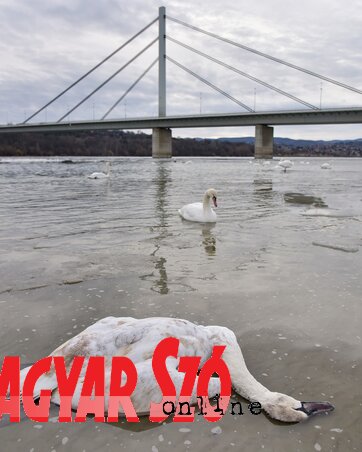 Tavaly télen a „gondos” etetés ellenére több hattyú is elpusztult az újvidéki strand közelében Tavaly télen a „gondos” etetés ellenére több hattyú is elpusztult az újvidéki strand közelében
