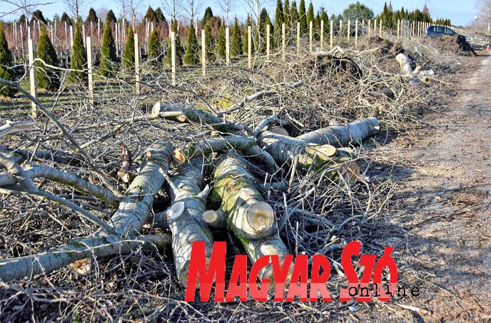 (Fotó: Gergely Árpád)