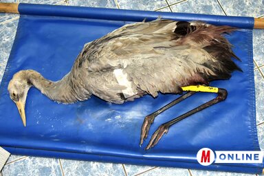 Fotó: Gergely József