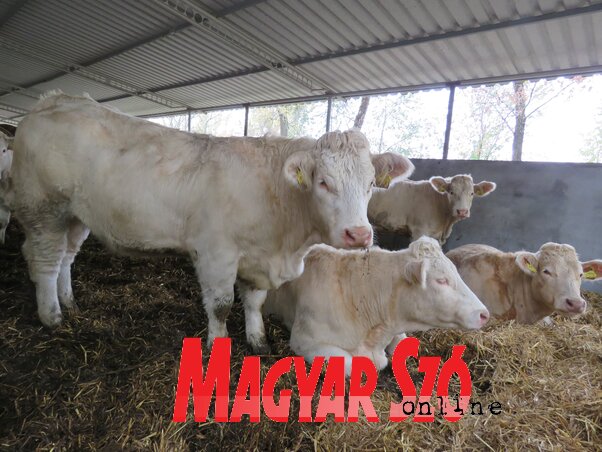 A charolais francia származású, nagytestű húsmarha (Csincsik Zsolt felvétele)