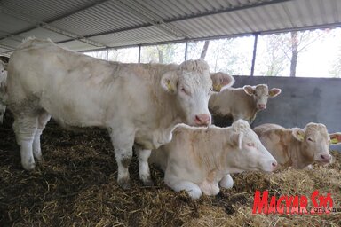 A charolais francia származású, nagytestű húsmarha (Csincsik Zsolt felvétele)